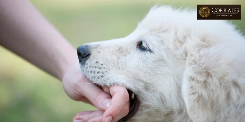 best dog bite attorney in orange county